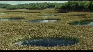 vast field with plants trees and ponds — Life of Pi