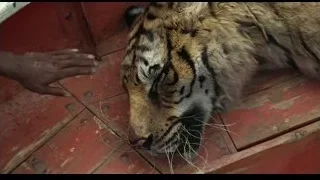Person's hand touching tiger on red surface — Life of Pi