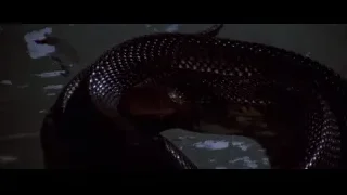 snake coiled on concrete surface — Bruce Lee: Enter The Dragon