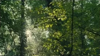 dense forest with dappled sunlight — Blade Runner 2049